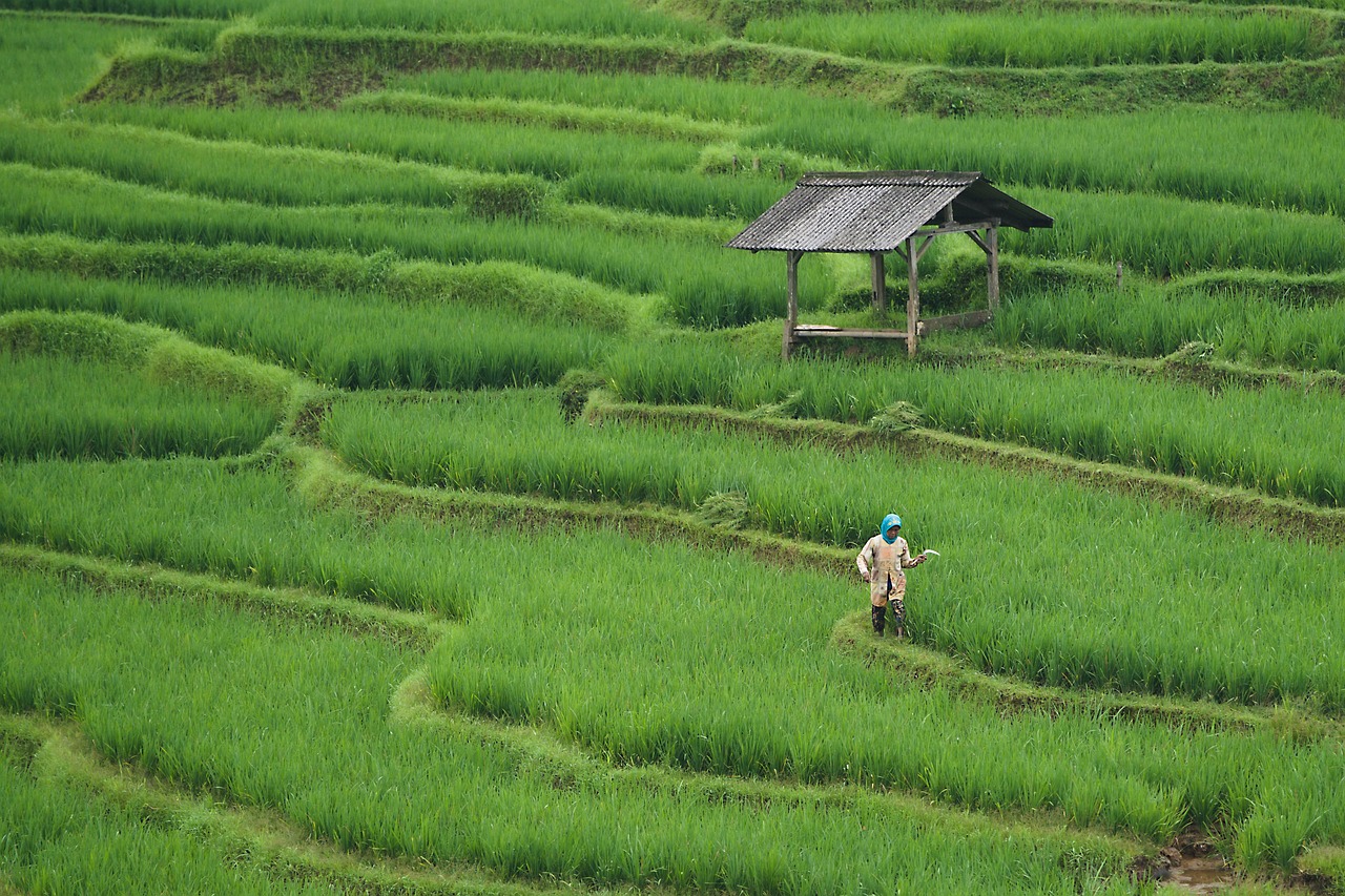 বাগান