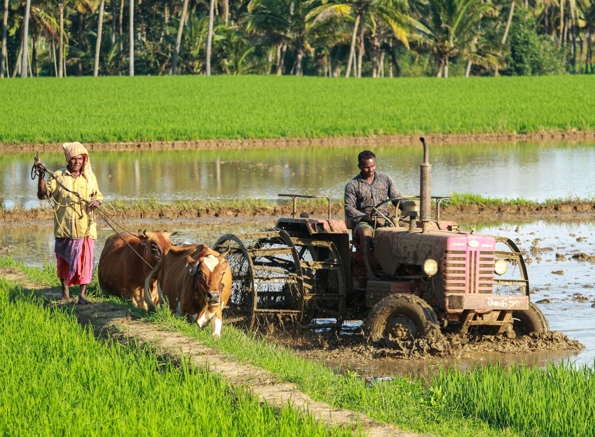 গ্রাম